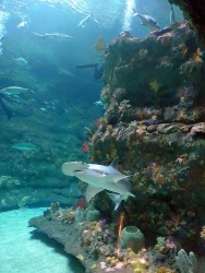 NC Aquarium, Fort Fisher